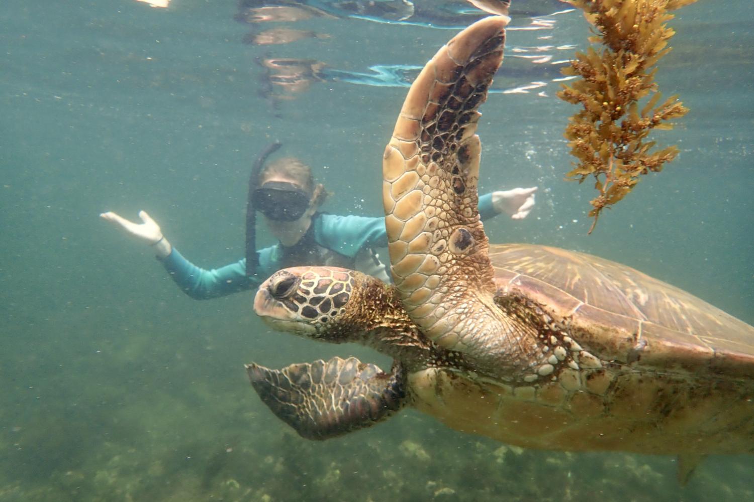 一名<a href='http://m59n.uncsj.com'>bv伟德ios下载</a>学生在Galápagos群岛游学途中与一只巨龟游泳.